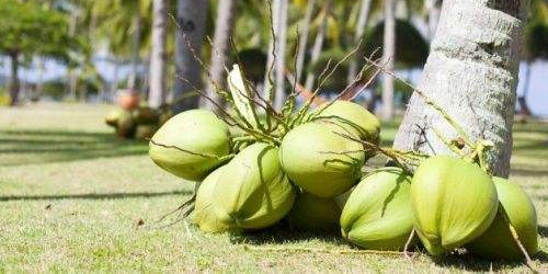 코코넛의 효능과 역할